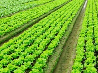 無(wú)公害蔬菜